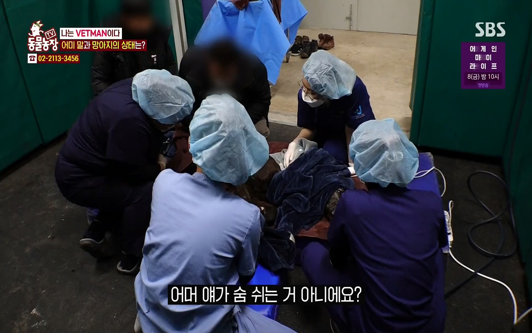 TV 동물농장.E1062.220327p.H264-F1RST.mp4_20220327_174453.188.jpg