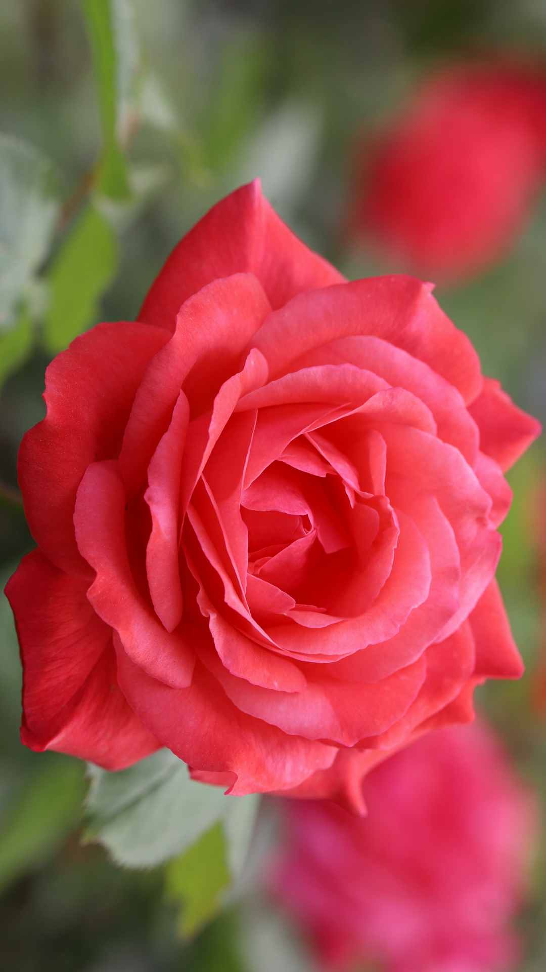 Rose Flower iPhone Wallpaper