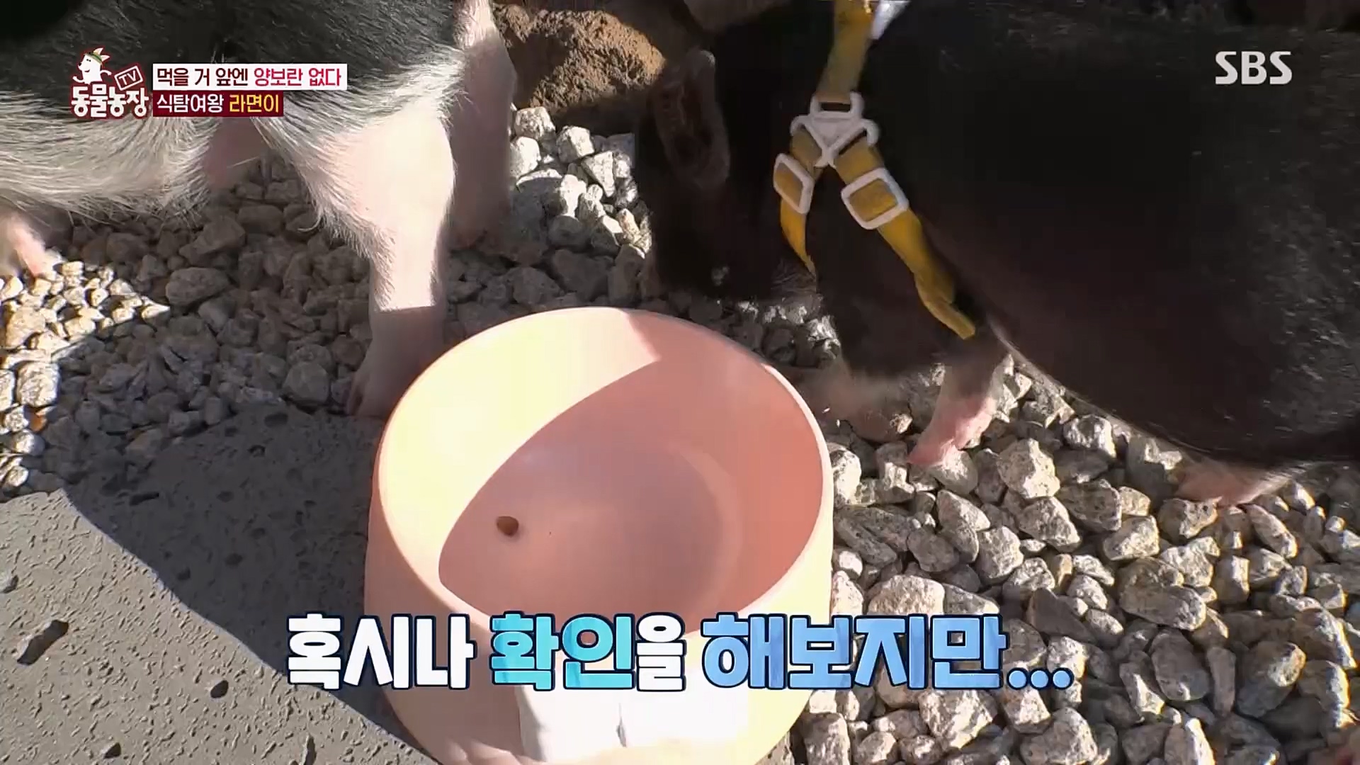 TV 동물농장.E1107.230205p.H264-F1RST.mp4_20230205_173943.401.jpg