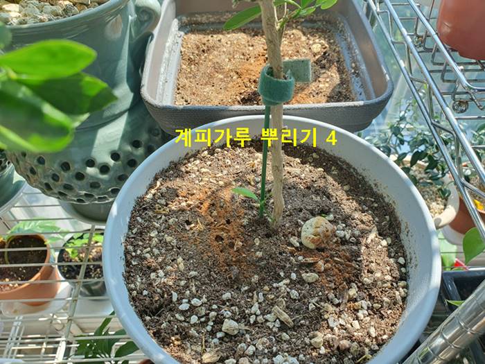 계피가루 뿌리기 (오렌지 자스민)