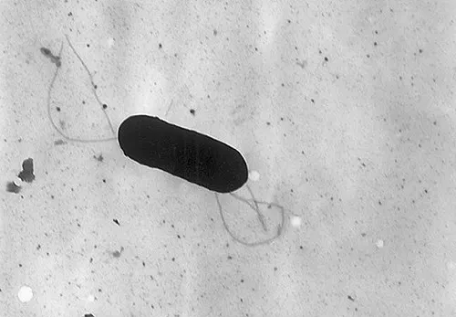  리스테리아균(Listeria)
