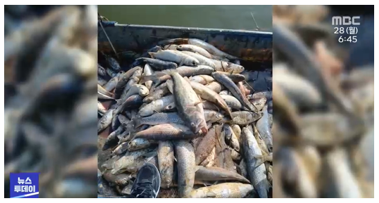 해창만 일대 죽은 물고기들 (출처-MBC 뉴스)