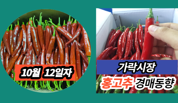  [경매사 일일보고] 10월 12일자 가락시장 홍고추 경매동향을 살펴보겠습니다!