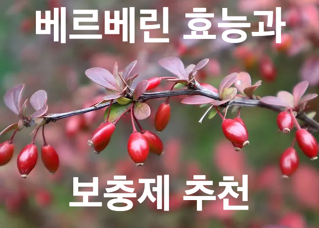 베르베린이란 무엇인가?