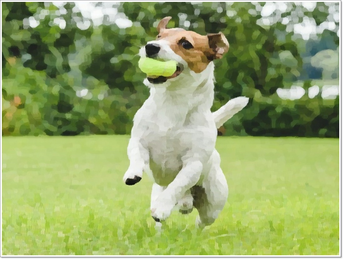  잭 러셀 테리어 분양가격 과 성격 및 역사, 수명에 대해 (jack russell terrier)