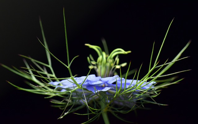 검은 배경에 흑종초(Nigella Damascena) 한 송이가 크게 찍혀있음&#44; 얇은 여러 겹의 남보라색 꽃 주변으로 가시 같은 줄기들이 감싸고 있음