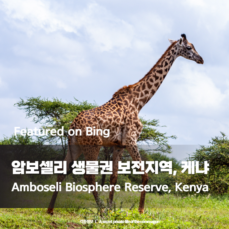 Featured on Bing - 암보셀리 생물권 보전지역&#44; 케냐 Amboseli Biosphere Reserve&#44; Kenya