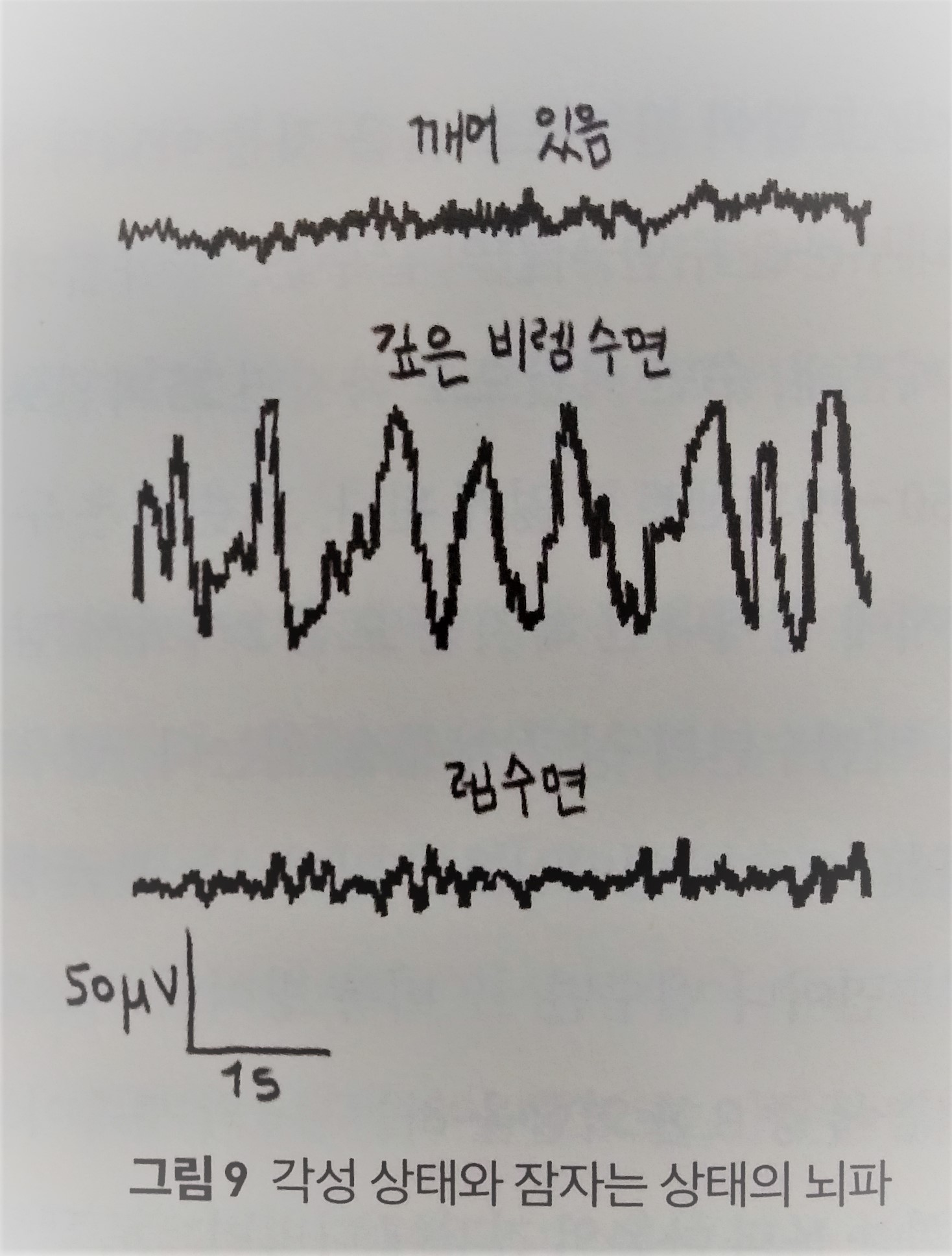뇌파