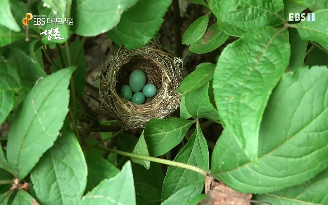 생존 3부_ EBS 다큐프라임_ 220629.avi_20220701_203921.277.jpg