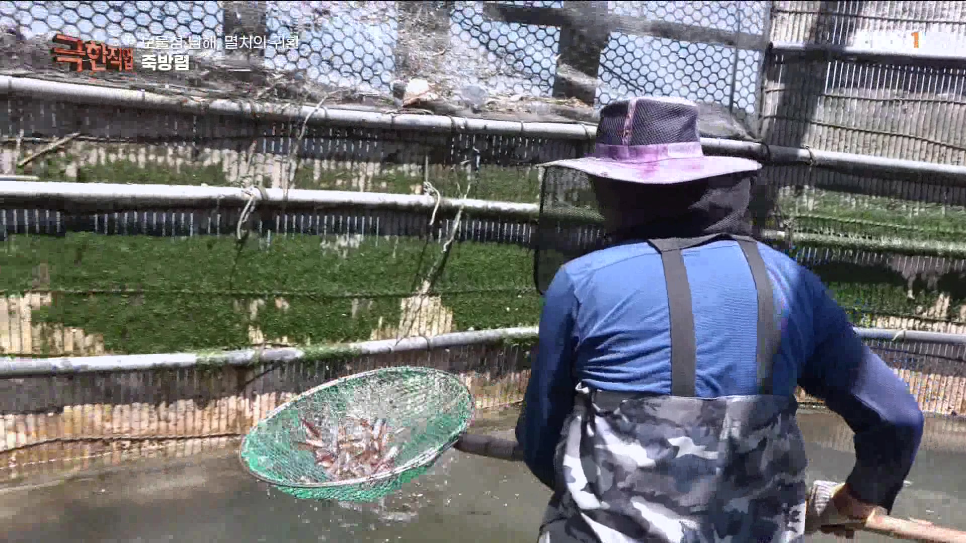 극한 직업 - 보물섬 남해, 멸치의 귀환 1080p.mp4_20230612_202041.043.jpg
