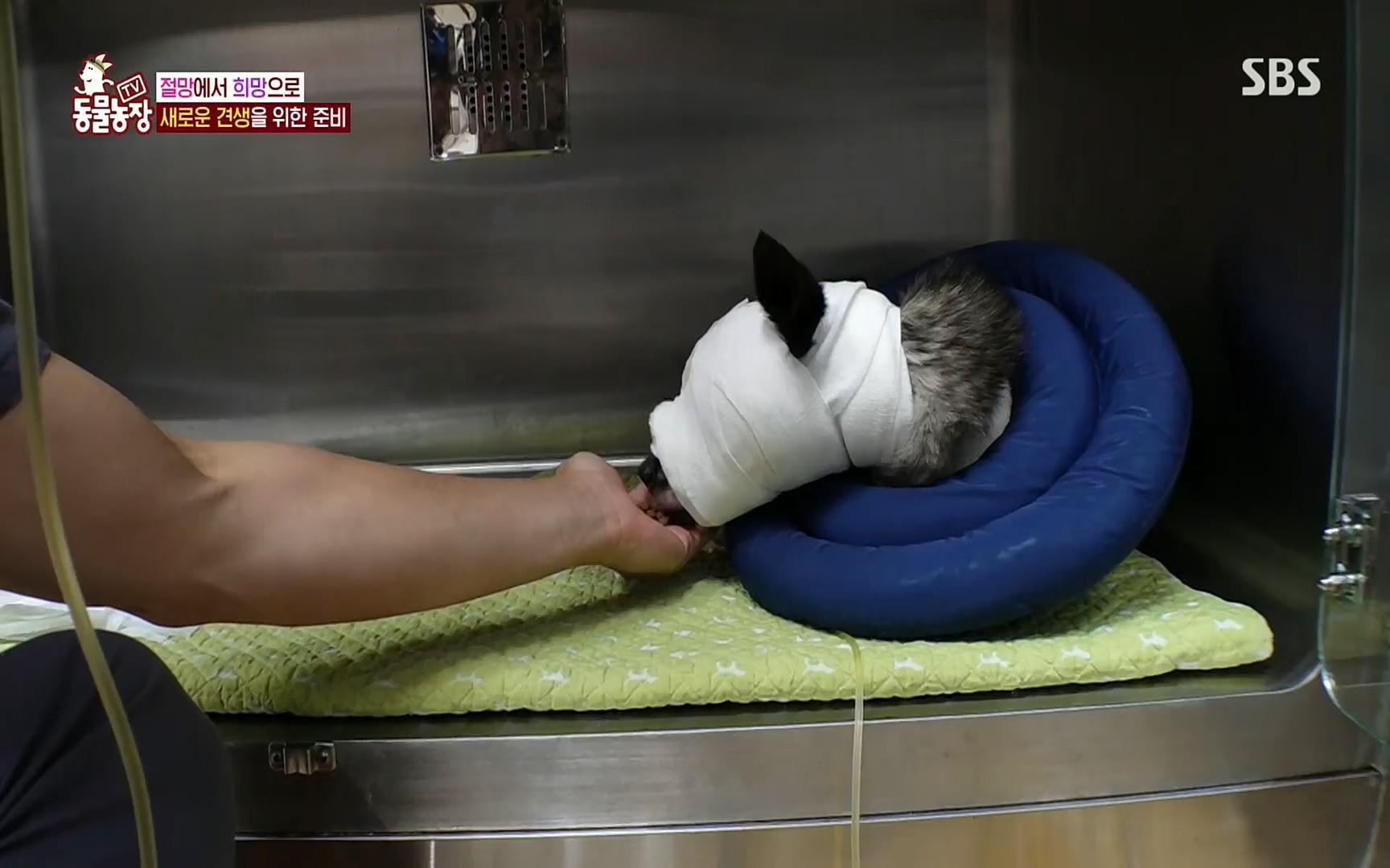 TV 동물농장.E1077.220710p.H264-F1RST.mp4_20220710_175440.995.jpg