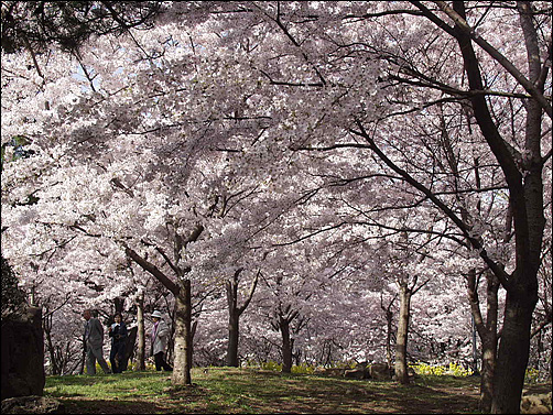 제주 왕벚꽃 축제 사진