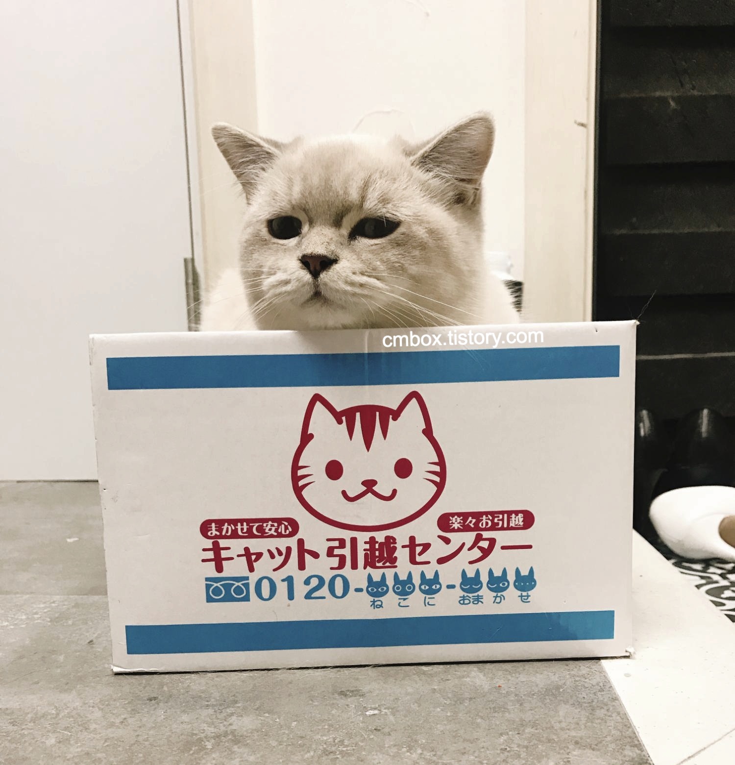 스코티쉬폴드7