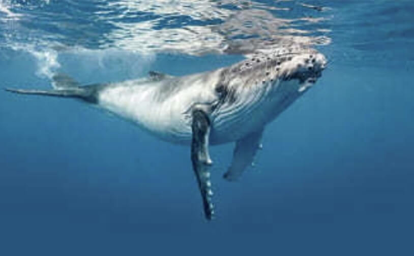 혹등고래가 바다 속에서 헤엄치고 있다