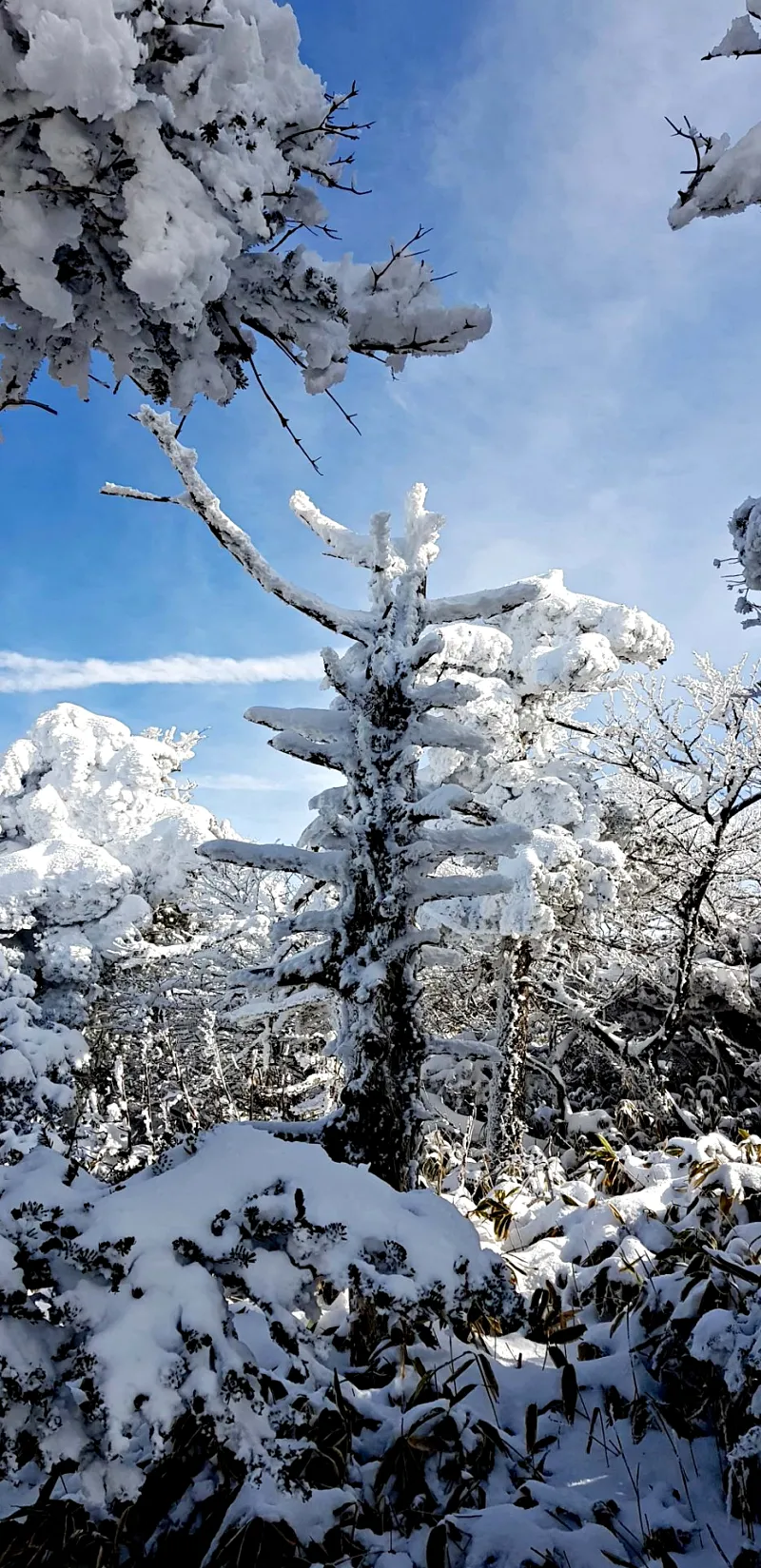 제주 한라산 설경 상고대