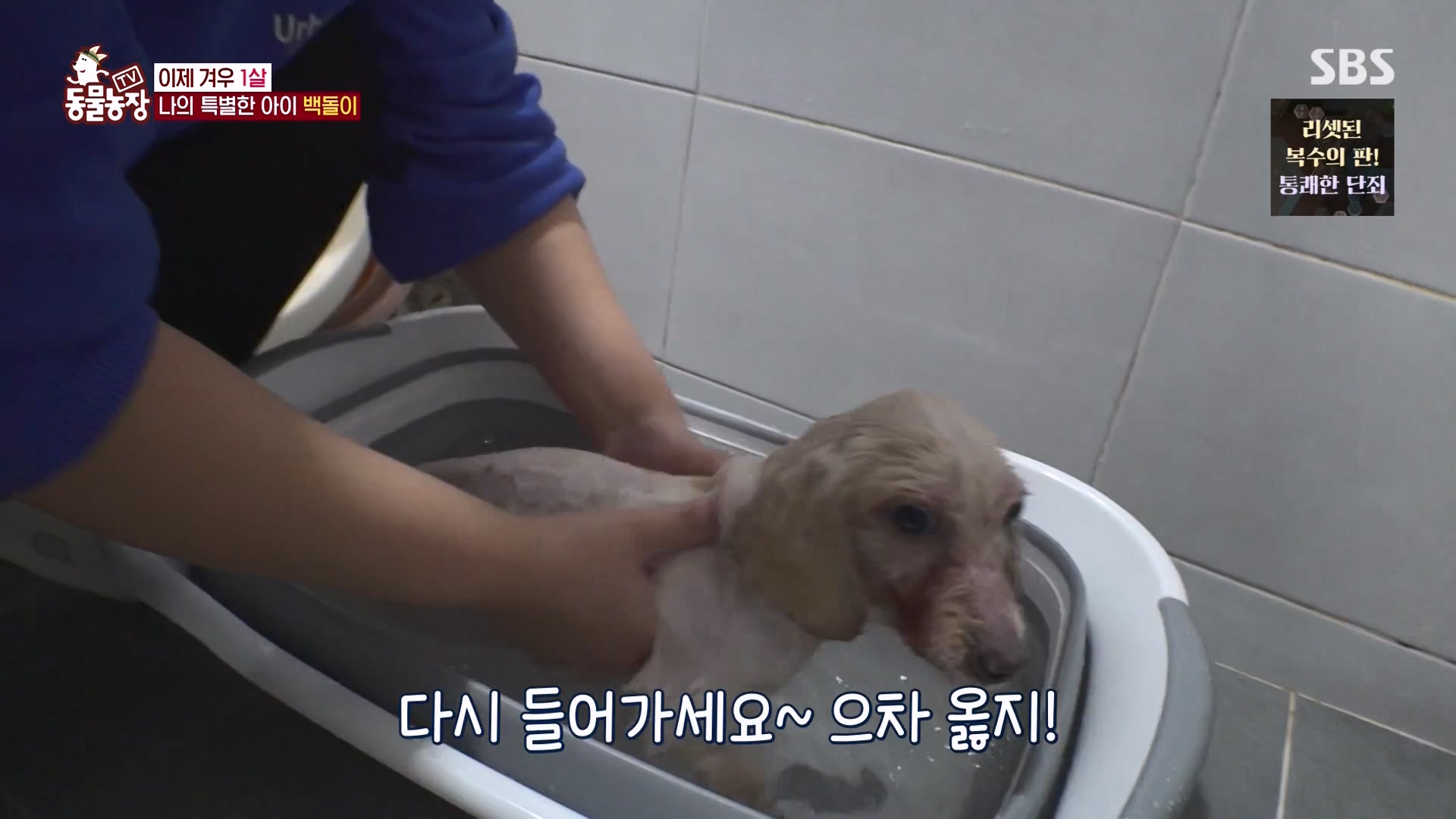 TV 동물농장.E1164.240324p-NEXT.mp4_20240324_172345.482.jpg