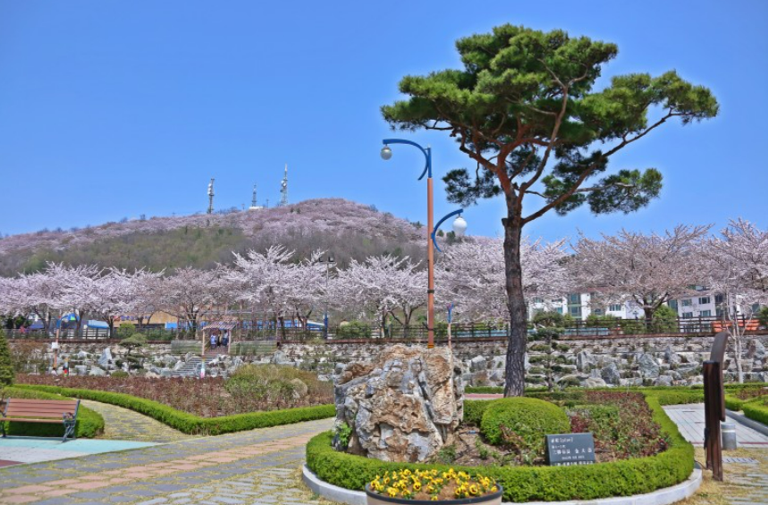 장미공원 벚꽃