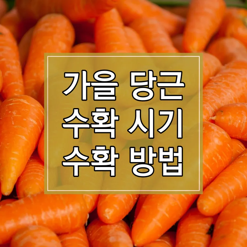 당근 수확시기 파종시기 효능 요리법_4