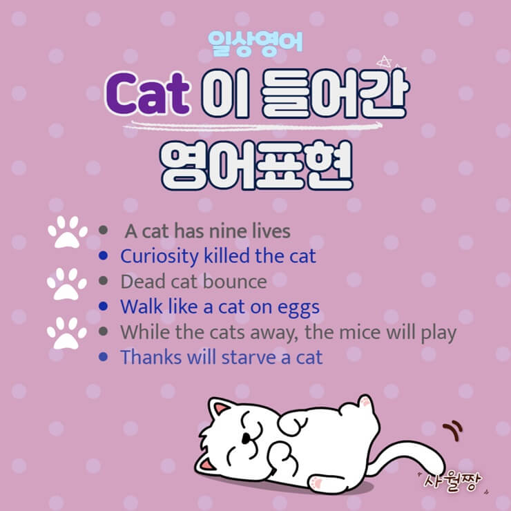 Cat이-들어간-영어-관용표현