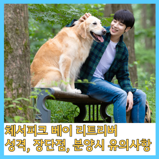  체서피크 베이 리트리버 성격, 장단점, 분양시 유의사항