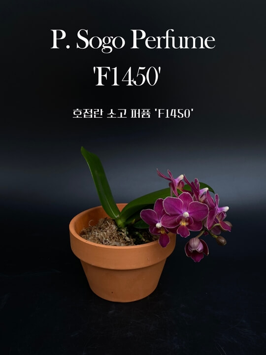 Phalaenopsis Sogo Perfume &#39;F1450&#39; 썸네일