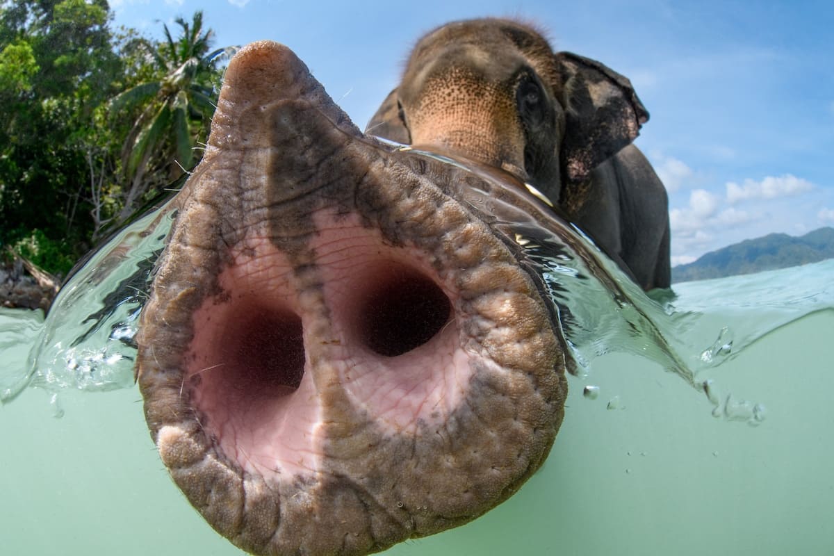 올해의 수중 사진작가상 수상...아마존 강 돌고래 희귀사진 Rare Photo of an Amazon River Dolphin Wins Underwater Photographer of the Year