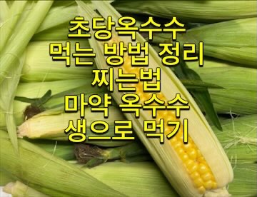 초당옥수수-찌는법-먹는법