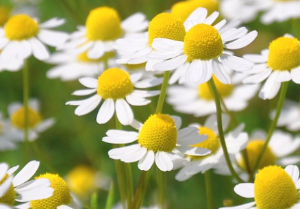  캐모마일(Chamomile) 효능 및 먹는 방법