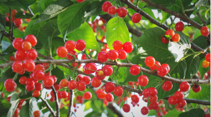 앵두의 잎과 꽃, 그리고 껍질의 약리 효과 – 과육만 보지 말자!