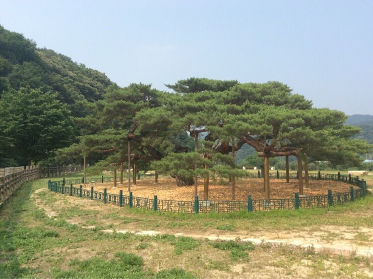  문경 대하리 소나무&먹거리