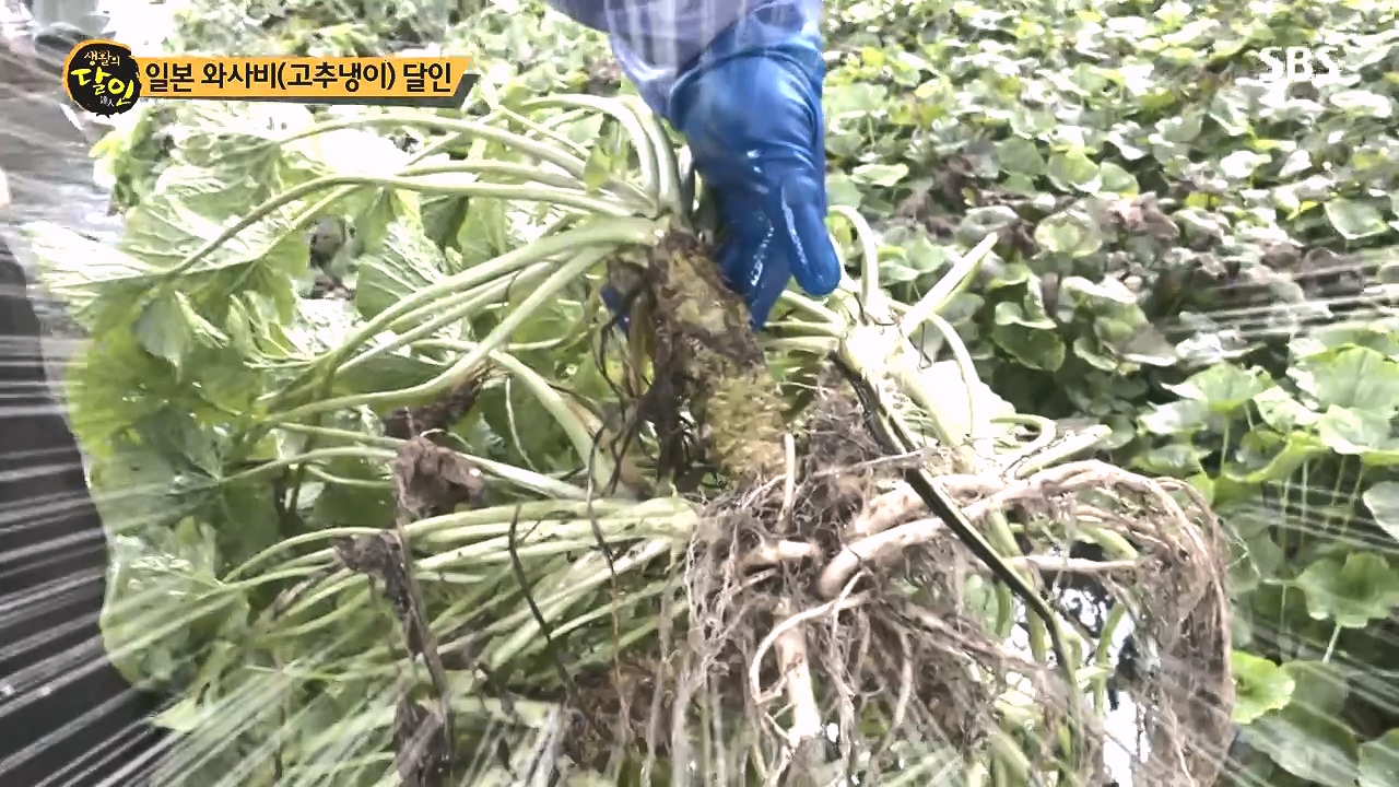 생활의 달인.E908.231017p-NEXT.mp4_20231017_200145.208.jpg