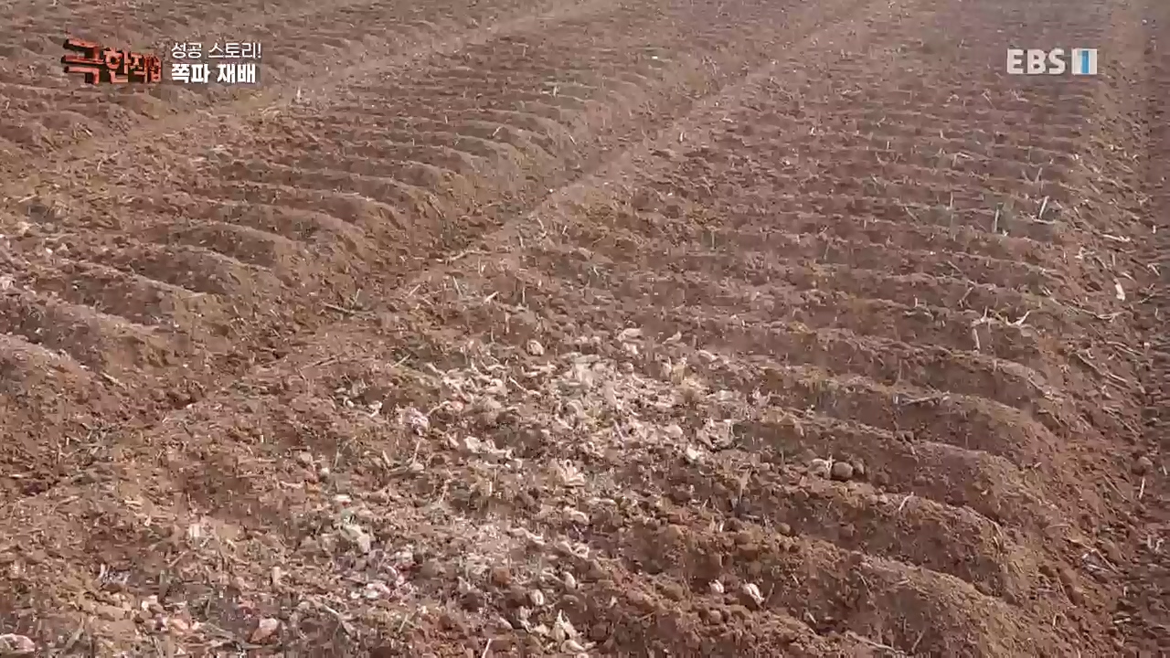 TV - 교육의 중심 EBS성공 스토리! 쪽파 재배와 과일 도매.mp4_20221209_203556.917.jpg