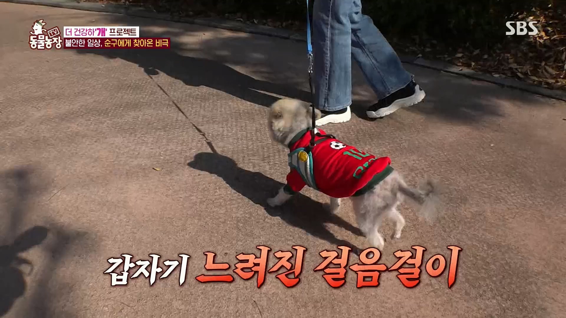 TV 동물농장.E1097.221127p.H264-F1RST.mp4_20221127_181702.821.jpg