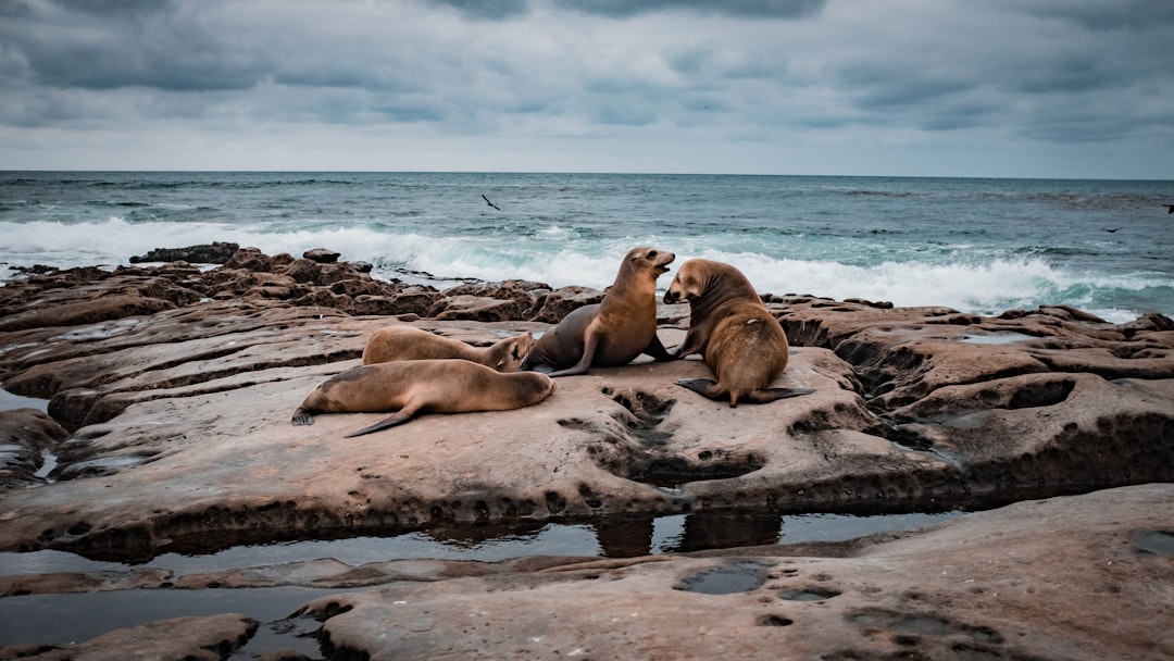 Sea lions