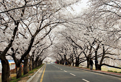 경주 보문단지 벚꽃