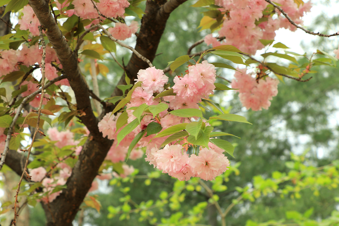 주말 서울숲 튤립 개화 현황… 2