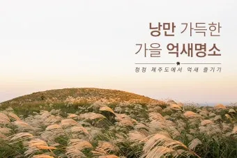 가을 감성 폭발하는 억새 명소 총정리 완벽 여행 가이드_2