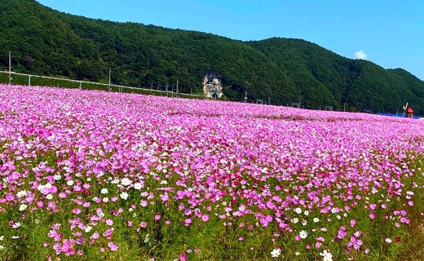 “하동 레일바이크 코스모스와 메밀꽃축제: 특별한 일정과 초대 가수 라인업 소식!” “하동 레일바이크 코스모스와 메밀꽃축제: 특별한 일정과 초대 가수 라인업 소식!”