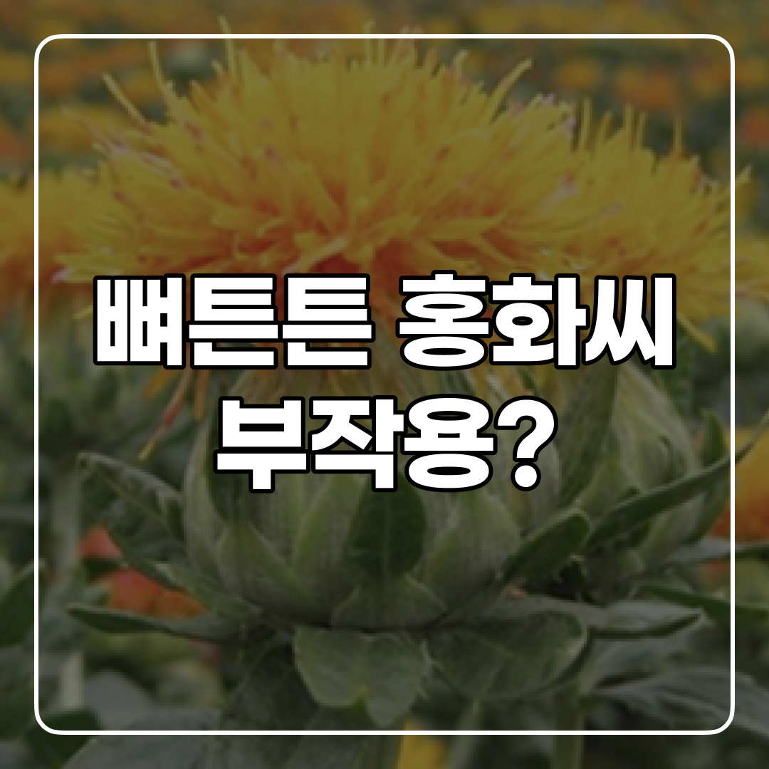 홍화씨 부작용