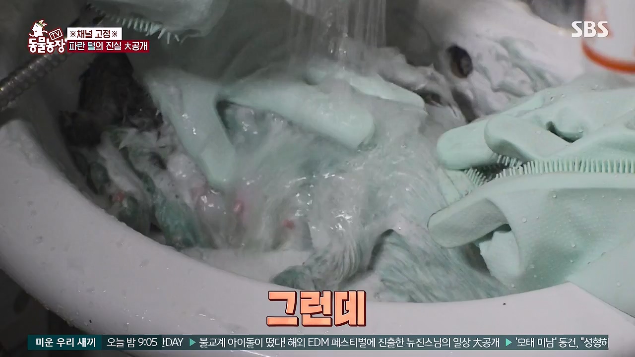 TV 동물농장.E1177.240624p-NEXT.mp4_20240623_163740.293.jpg