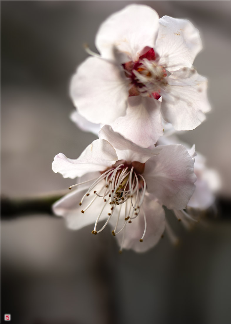  [삼성NX500] 매화