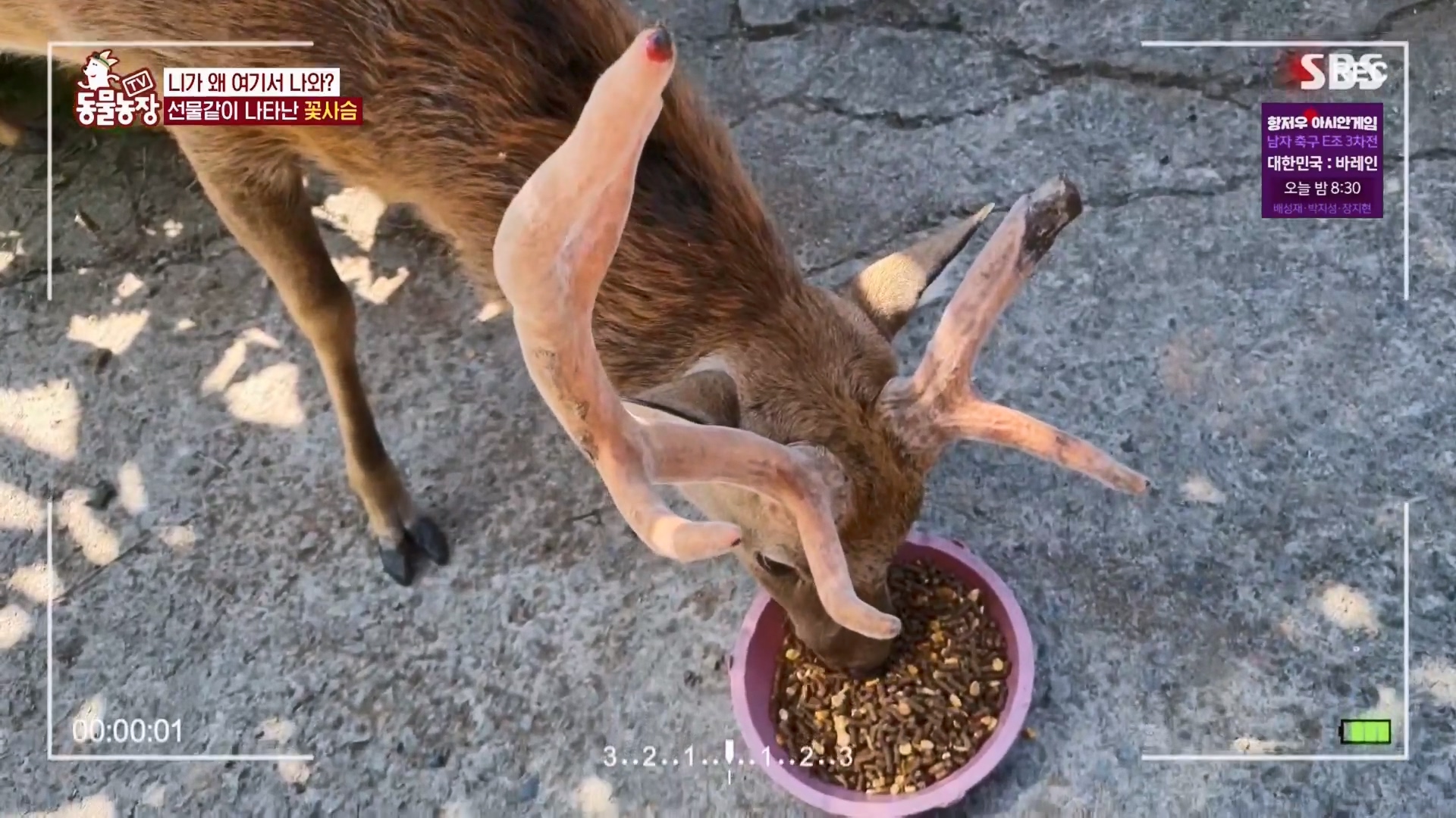 TV 동물농장.E1139.230924p.H264-F1RST.mp4_20230924_171507.705.jpg