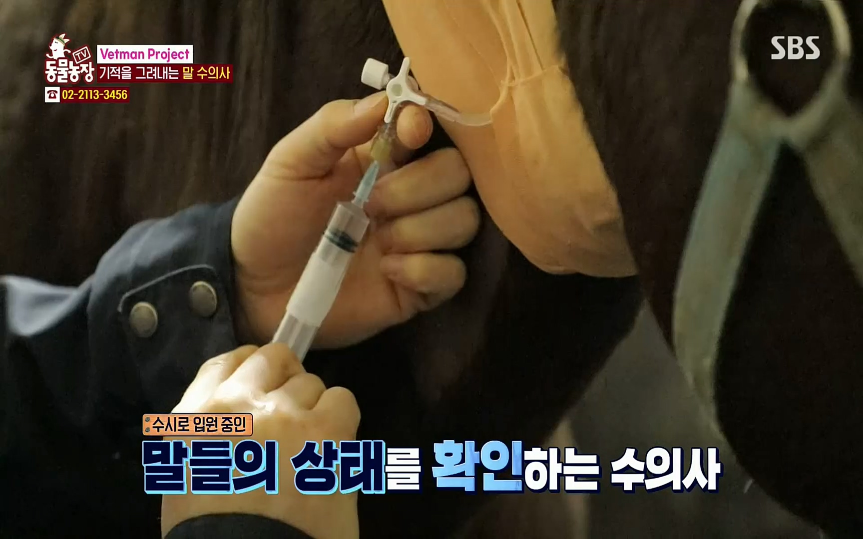 TV 동물농장.E1062.220327p.H264-F1RST.mp4_20220327_174457.248.jpg