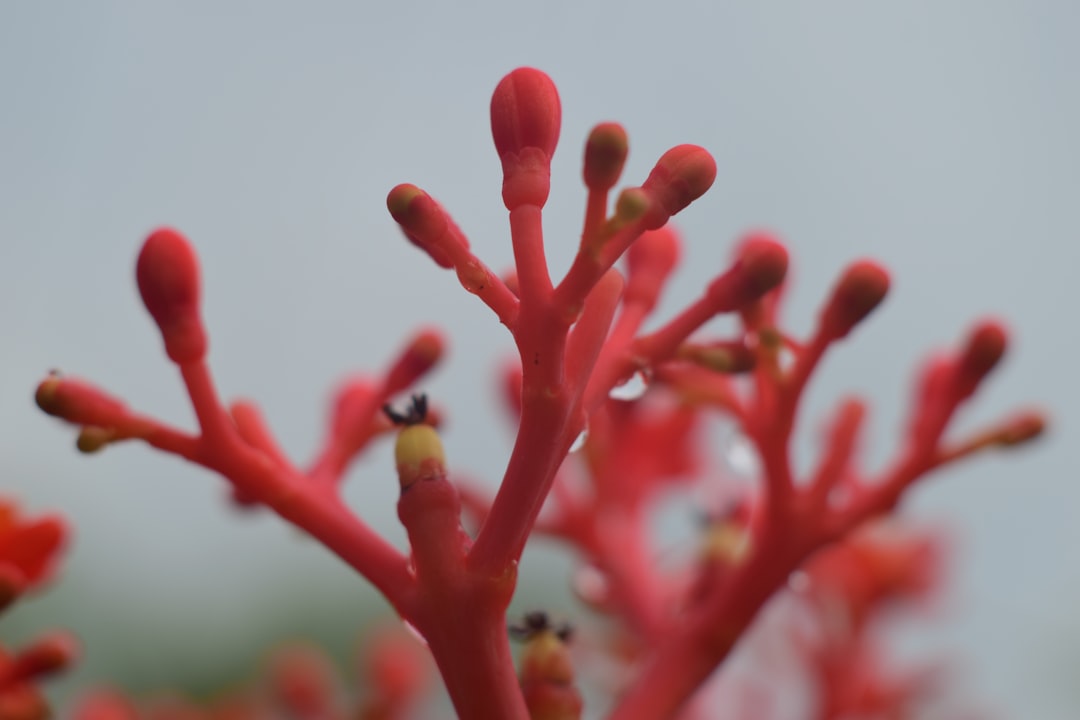 ginseng