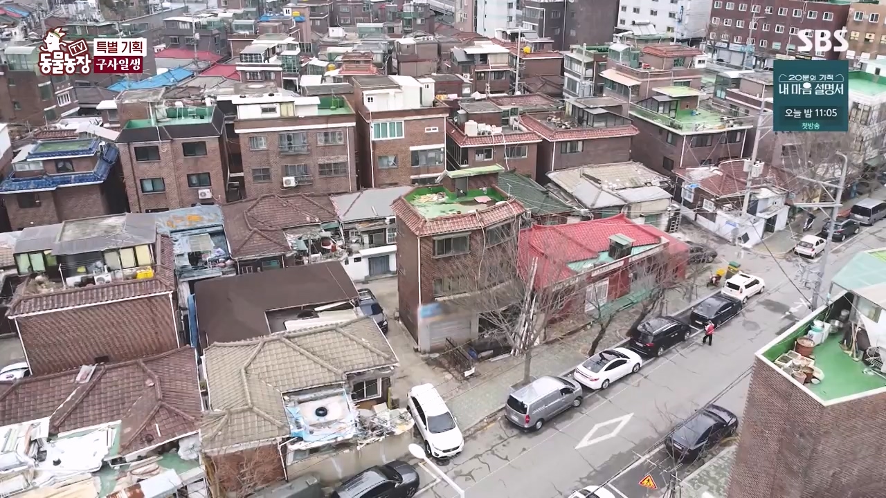 TV 동물농장.E1171.240513p-NEXT.mp4_20240512_163340.641.jpg