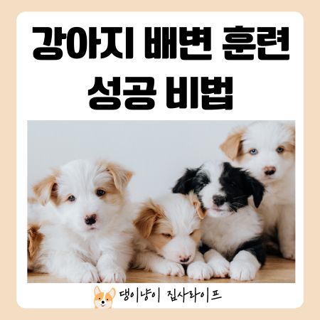 2개월-강아지-배변-훈련