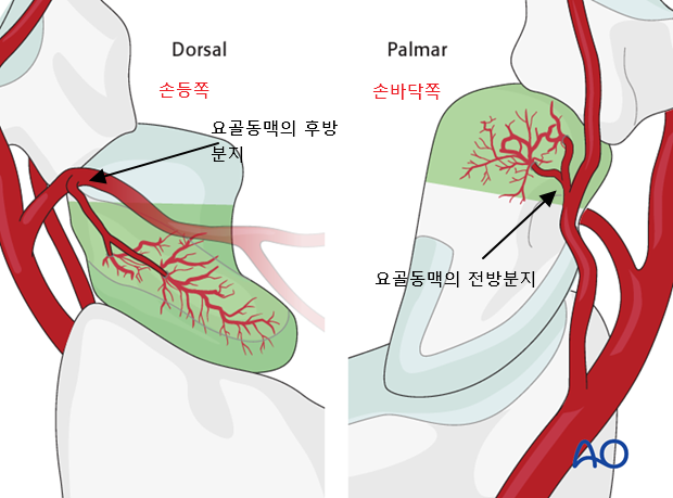 주상골의 혈액 공급 사진