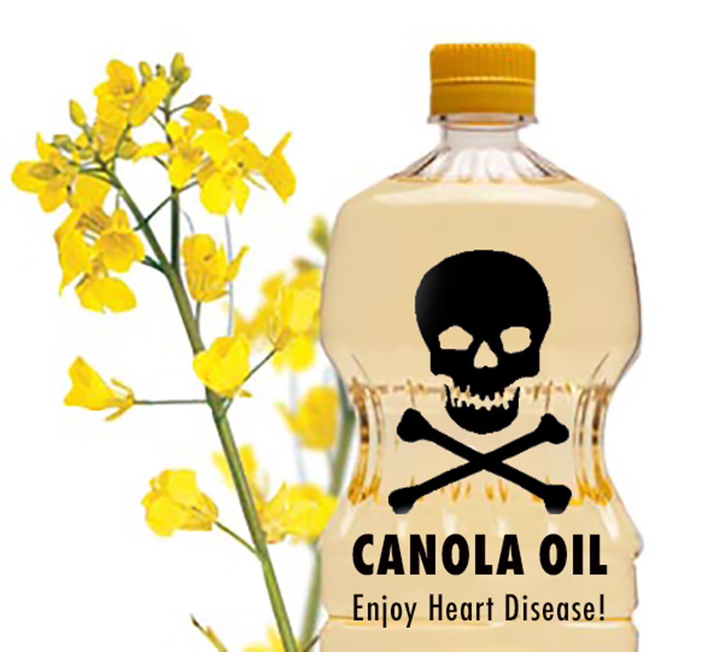 Canola oil dementia risk