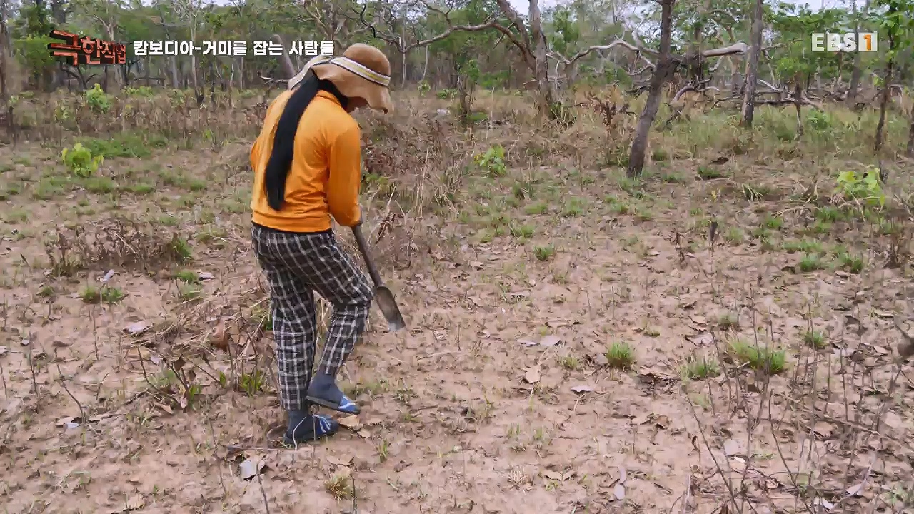 TV - 전 국민의 평생학교 EBS캄보디아 - 독충을 잡는 사람들.mp4_20230501_173410.011.jpg