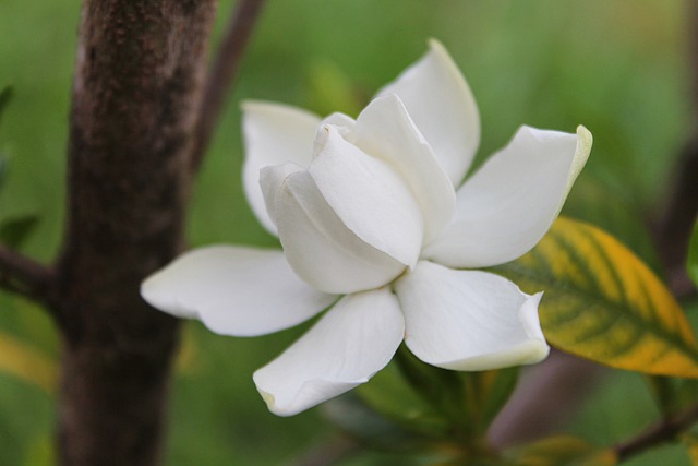 Gardenia jasminoides J.Ellis